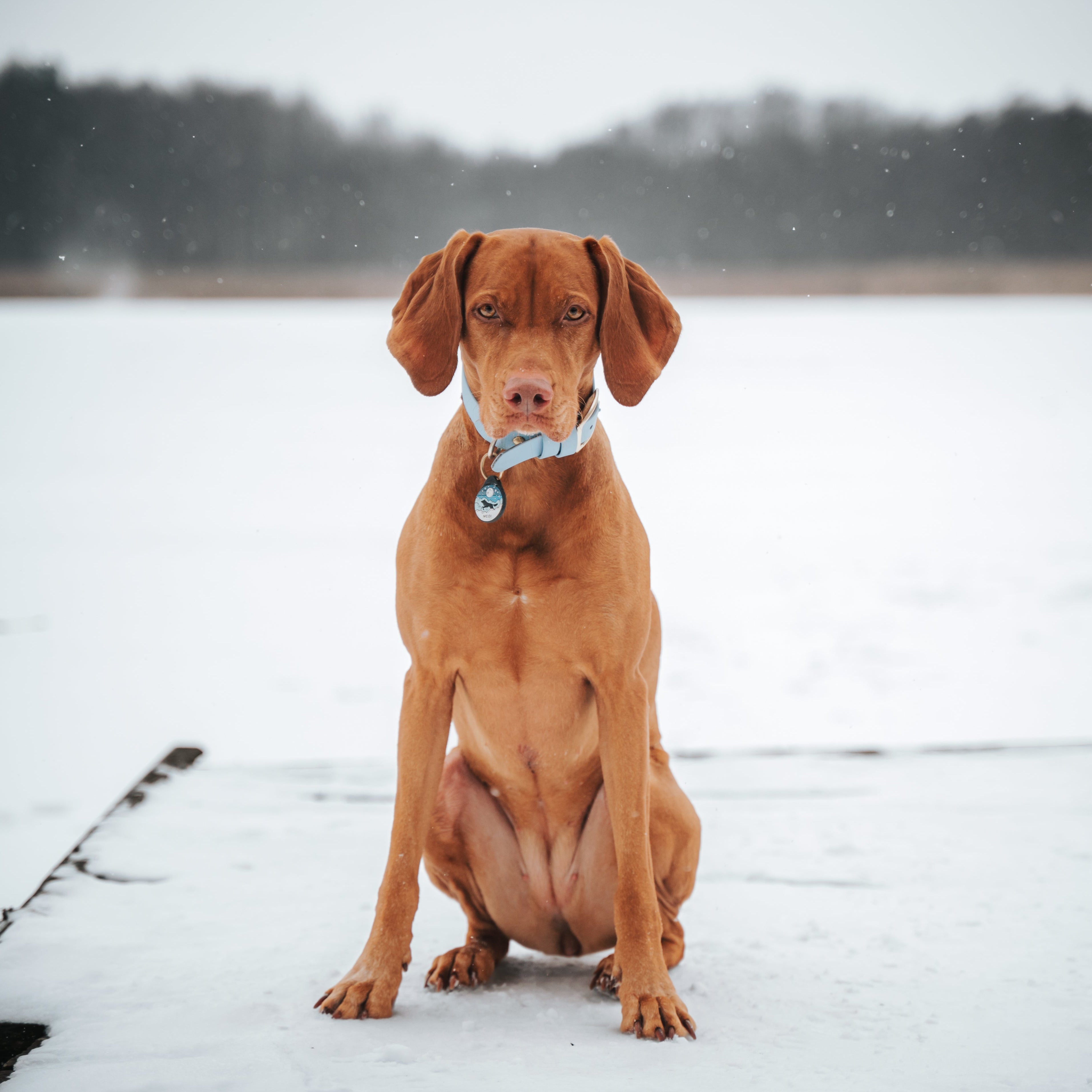 ADRESÓWKA DLA PSA | BLUE