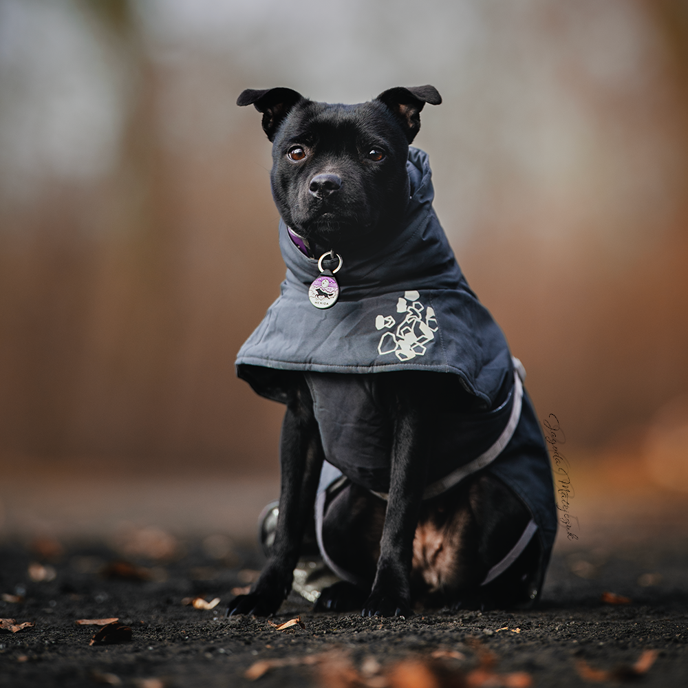 ADRESÓWKA DLA PSA | PURPLE