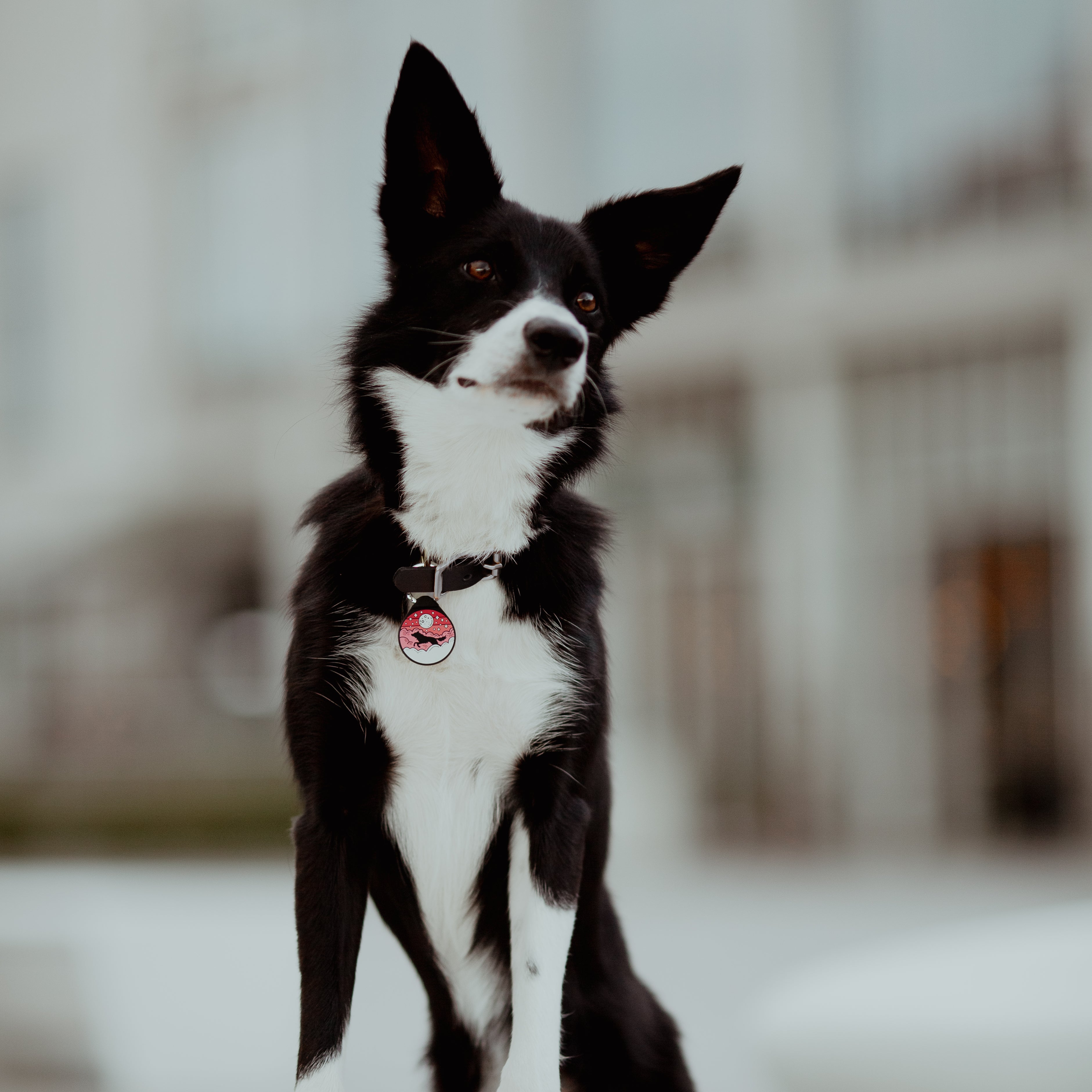 ADRESÓWKA DLA PSA | PINK