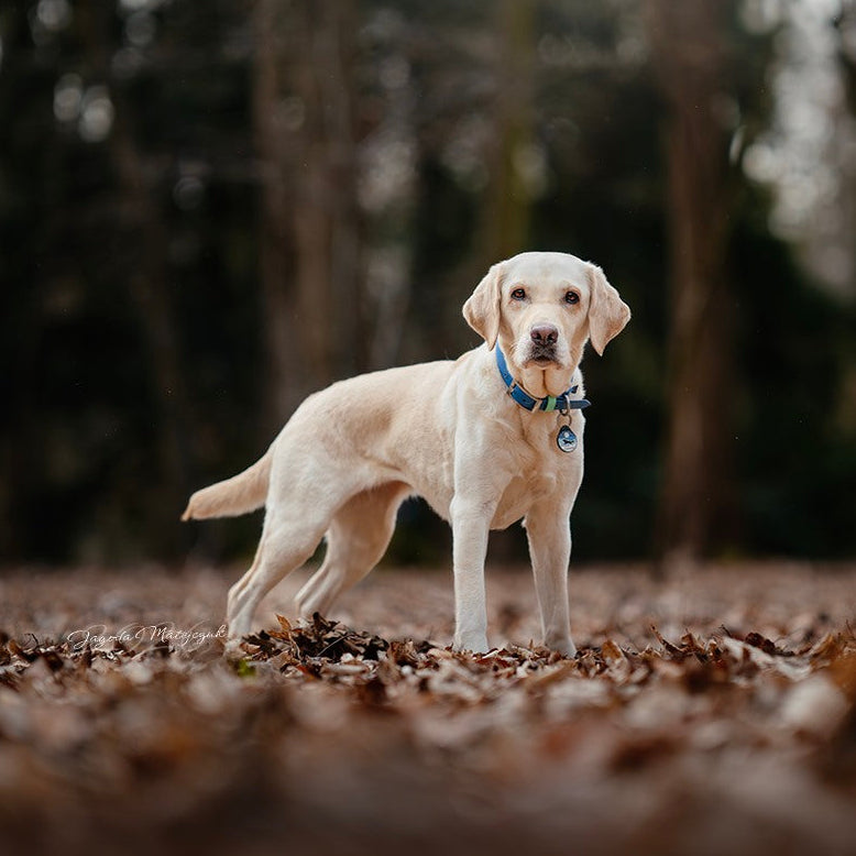 ADRESÓWKA DLA PSA | BLUE