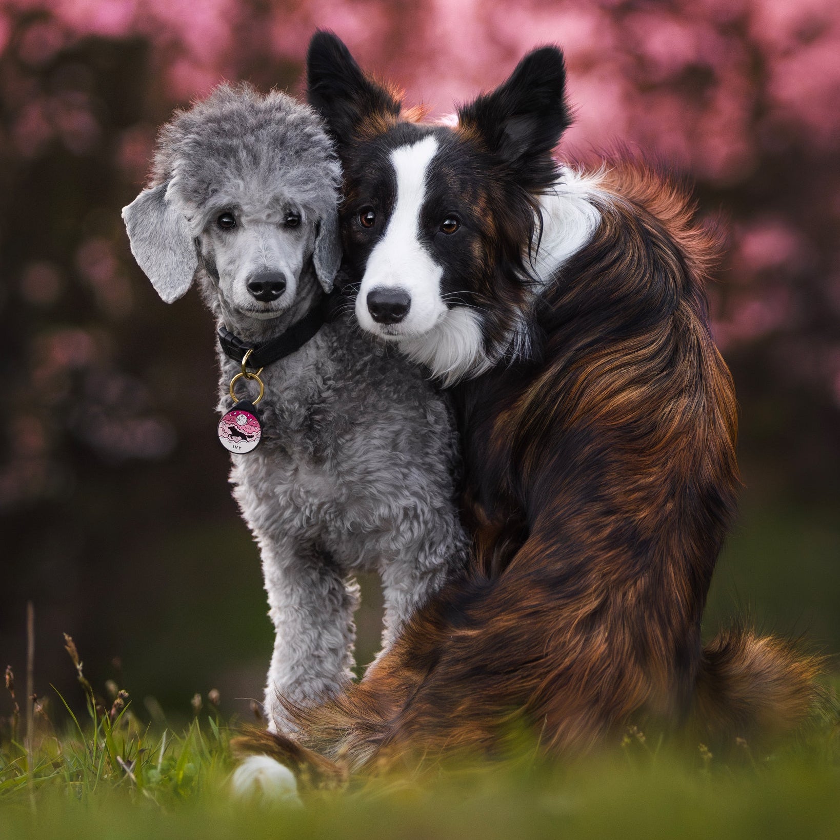 ADRESÓWKA DLA PSA | PINK