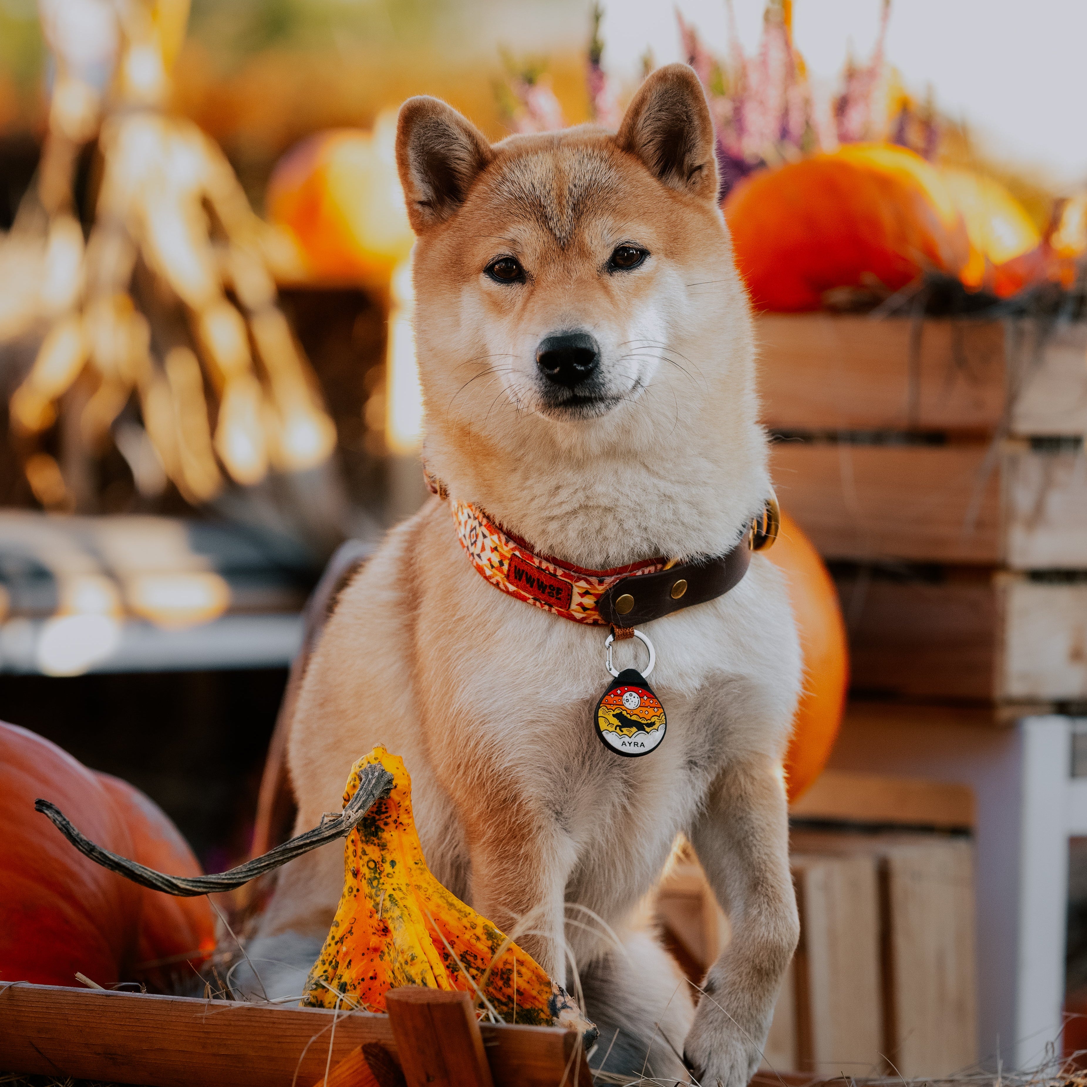 ADRESÓWKA DLA PSA | ORANGE