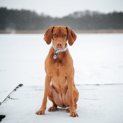 ADRESÓWKA DLA PSA | BLUE