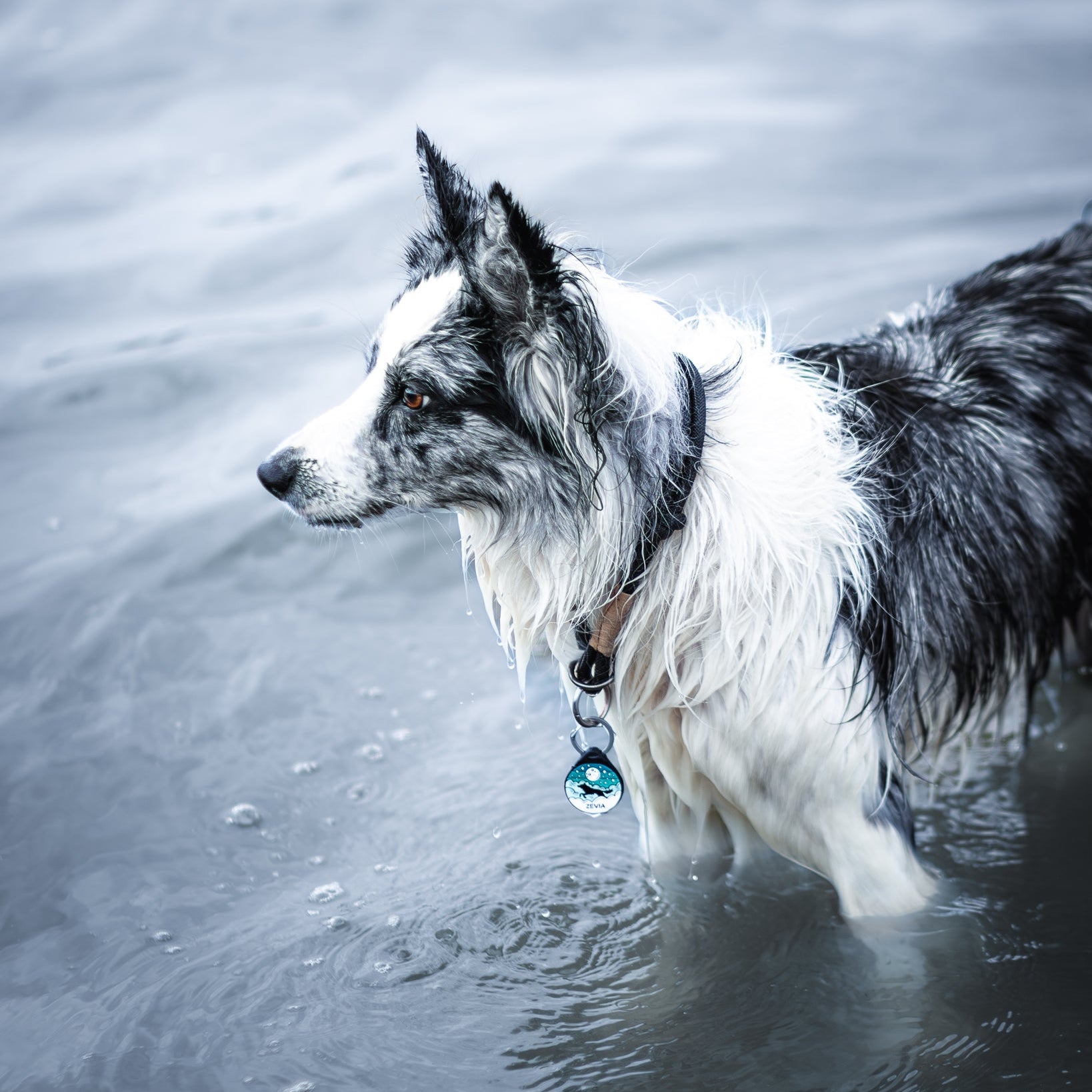 ADRESÓWKA DLA PSA | AQUA