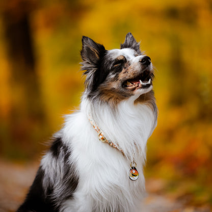 ADRESÓWKA DLA PSA | ORANGE