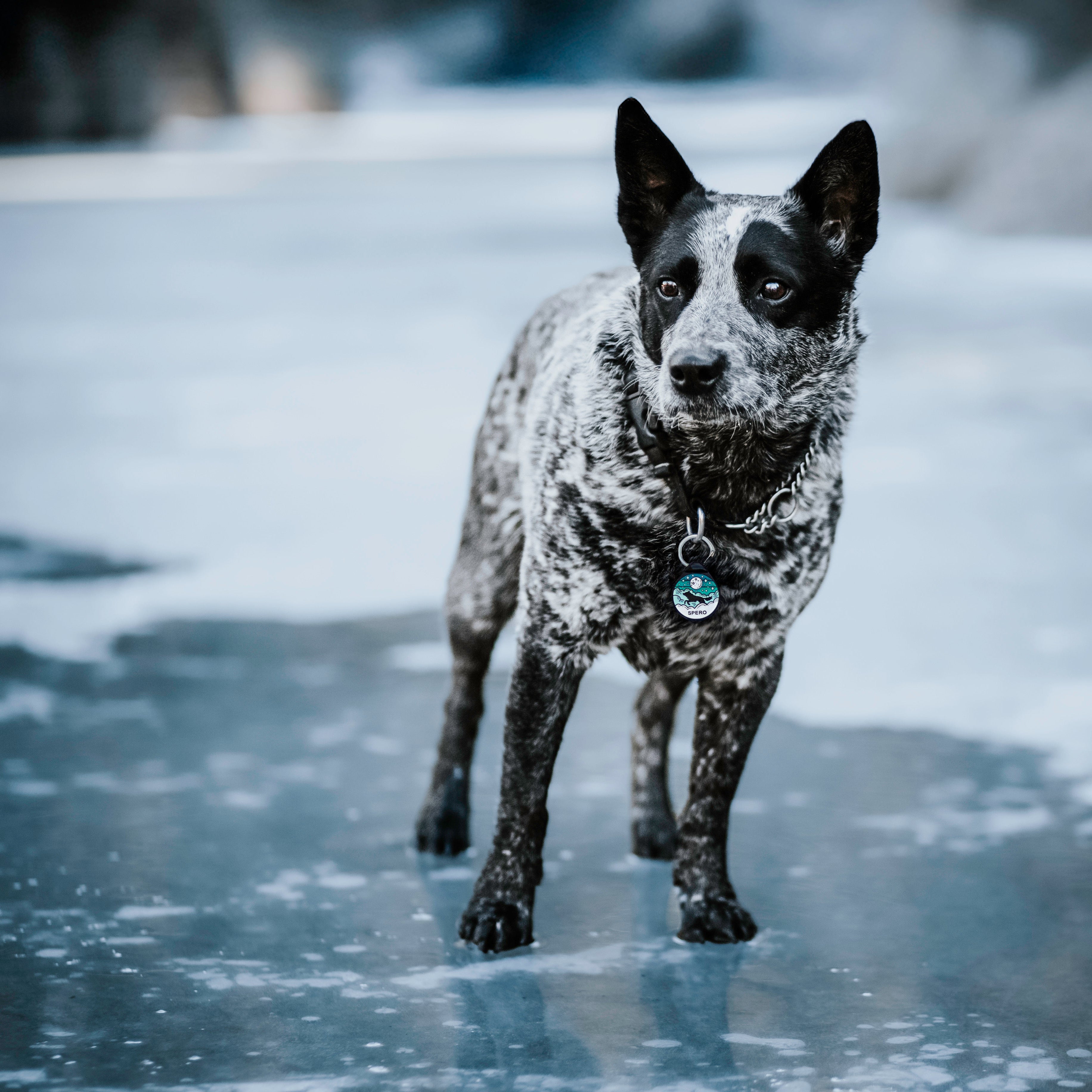 ADRESÓWKA DLA PSA | AQUA